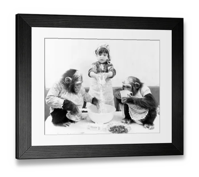 Framed Print : Baking chimpanzees with girls, England Framed Print : Baking chimpanzees with girls, England