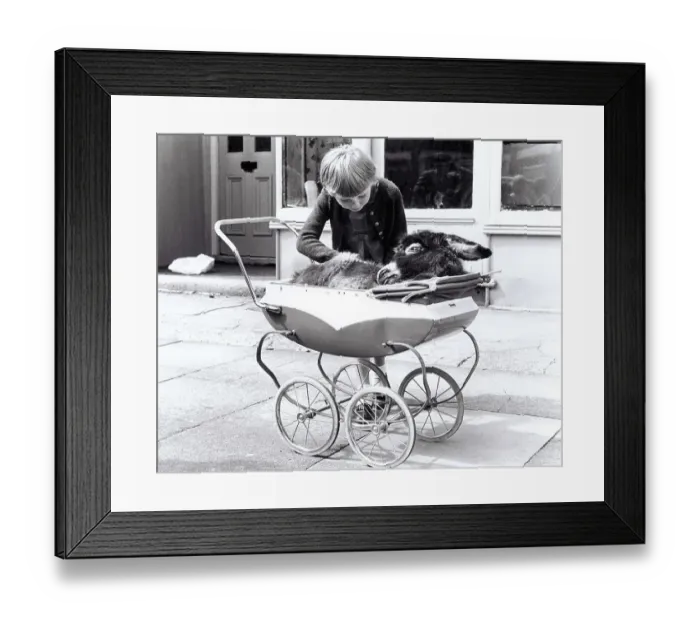 Framed Print : A donkey in a pram, England, Great Britain Framed Print : A donkey in a pram, England, Great Britain