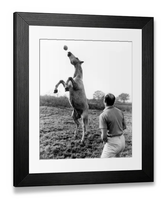 Framed Print : Horse on header, England, Great Britain Framed Print : Horse on header, England, Great Britain