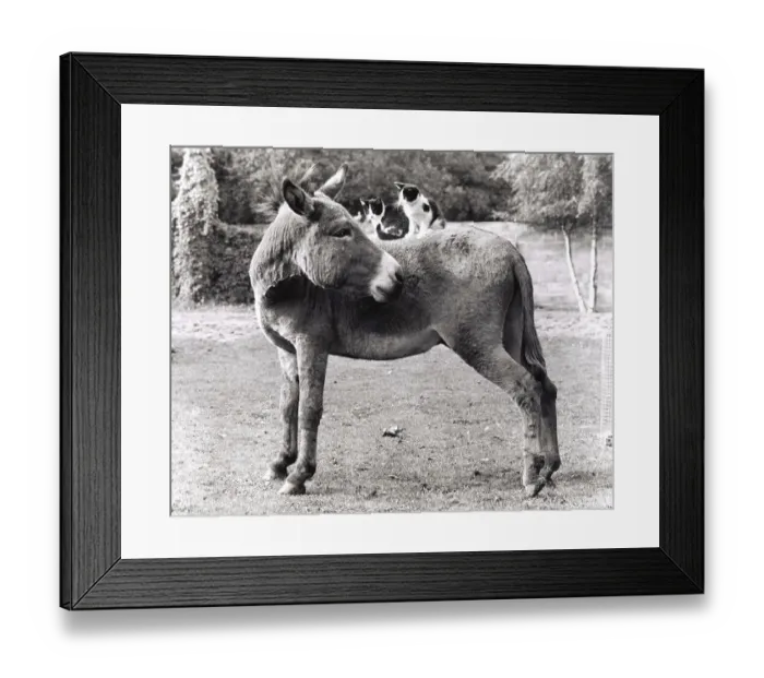 Framed Print : Cats ride on donkeys, England, Great Britain