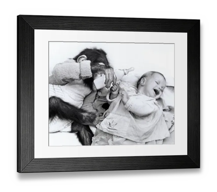Framed Print : Monkey baby feeds human baby, England Framed Print : Monkey baby feeds human baby, England