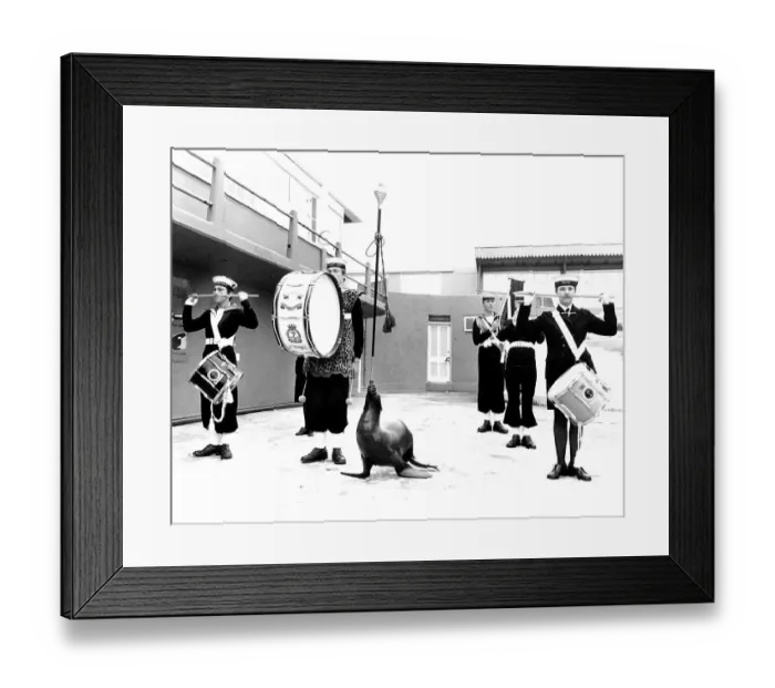 Framed Print : Music group with sea lion, England, Great Britain Framed Print : Music group with sea lion, England, Great Britain