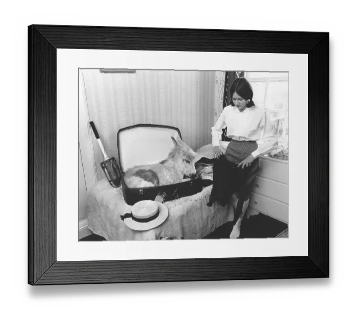 Framed Print : Donkey in case, England, Great Britain