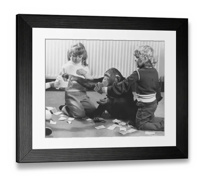 Framed Print : Chimpanzees and children play cards Framed Print : Chimpanzees and children play cards