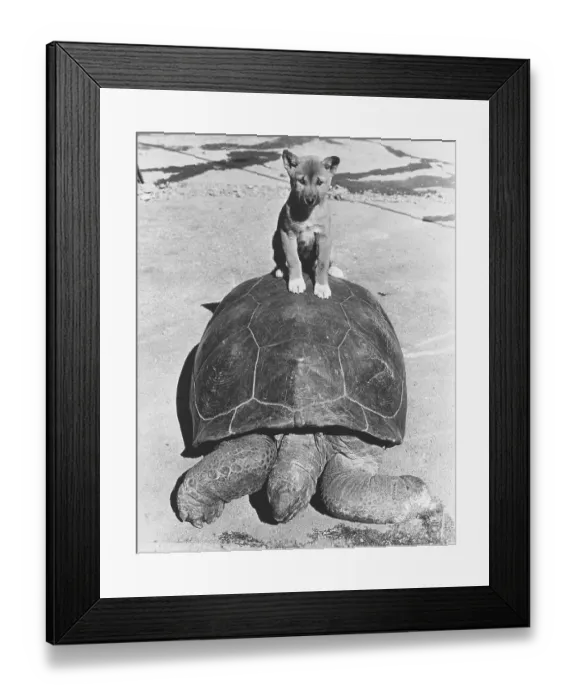 Framed Print : Dog sits on turtle, England, Great Britain
