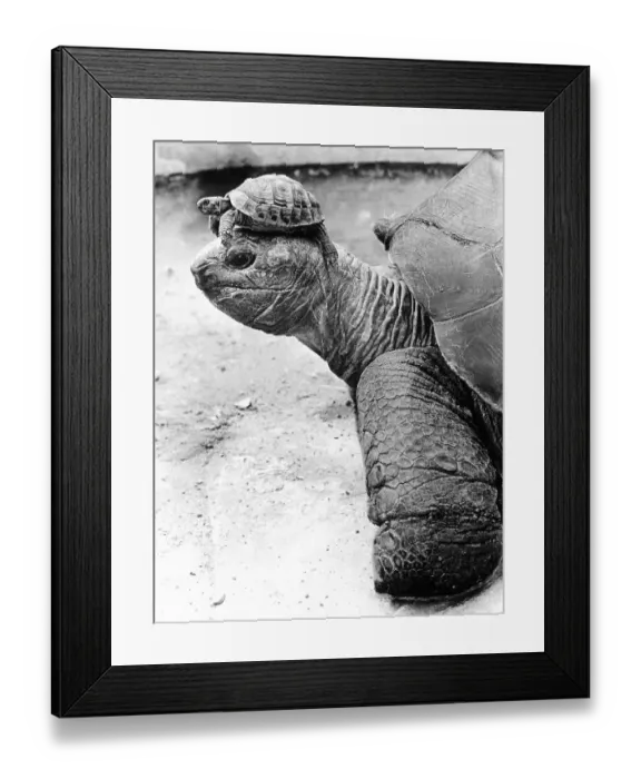 Framed Print : Turtle with small turtle on its head Framed Print : Turtle with small turtle on its head