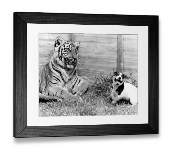Framed Print : Doggy plays with a tiger, England, Great Britain Framed Print : Doggy plays with a tiger, England, Great Britain