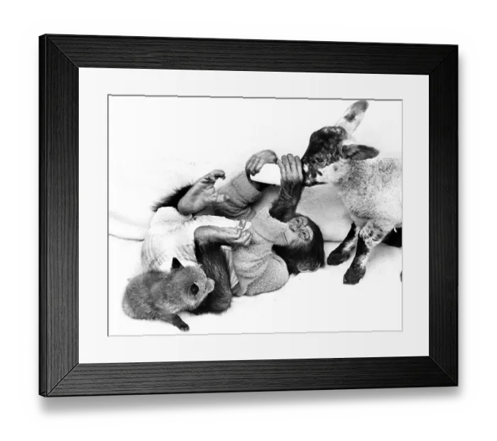 Framed Print : Chimpanzee feeds goat and fox, England Framed Print : Chimpanzee feeds goat and fox, England