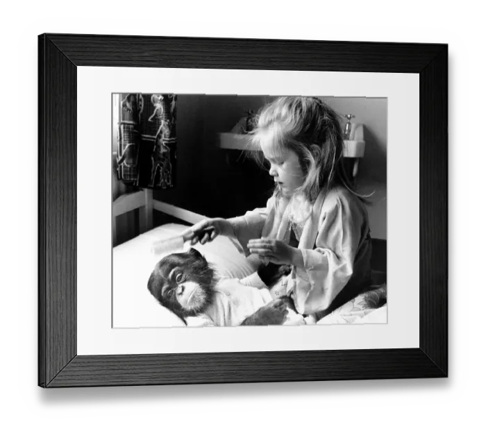 Framed Print : Girl with chimpanzee baby, England, Great Britain Framed Print : Girl with chimpanzee baby, England, Great Britain