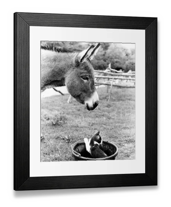 Framed Print : Donkey with cat in bucket, England, Great Britain Framed Print : Donkey with cat in bucket, England, Great Britain