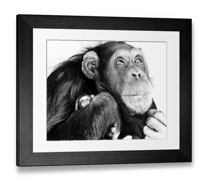 Framed Print : Chimpanzee holding little monkeys in his arms Framed Print : Chimpanzee holding little monkeys in his arms