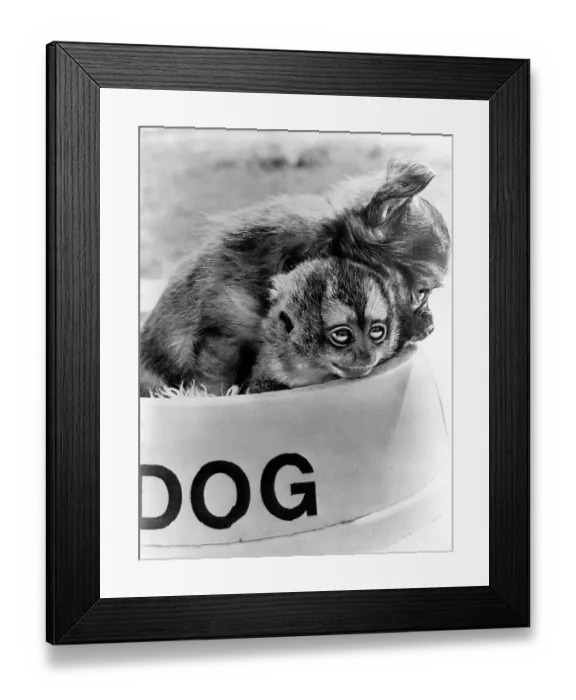 Framed Print : Small monkeys in dog bowl, England, Great Britain