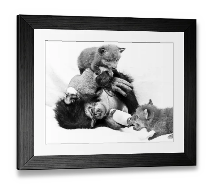 Framed Print : Chimpanzee feeds Fuchsbaby, England, Great Britain