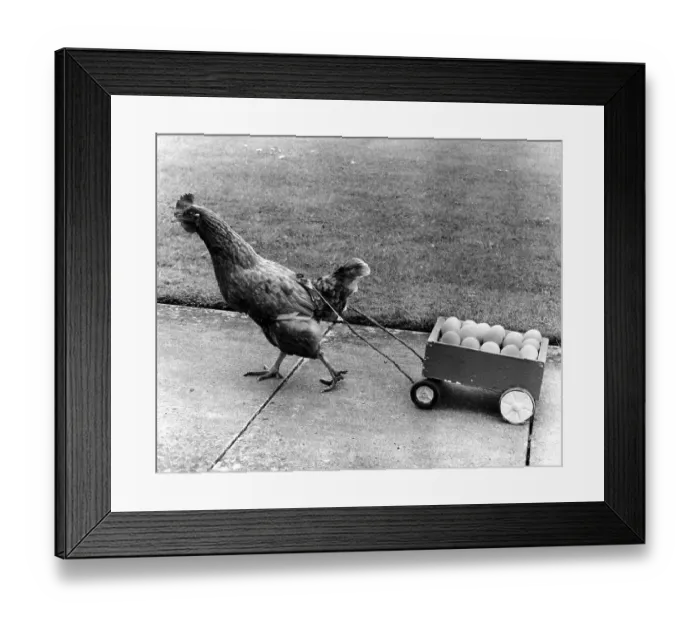 Framed Print : Chicken pulls egg cart, England, Great Britain Framed Print : Chicken pulls egg cart, England, Great Britain
