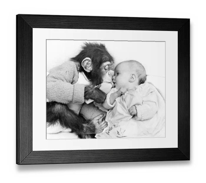 Framed Print : Monkey gives baby the bottle, England