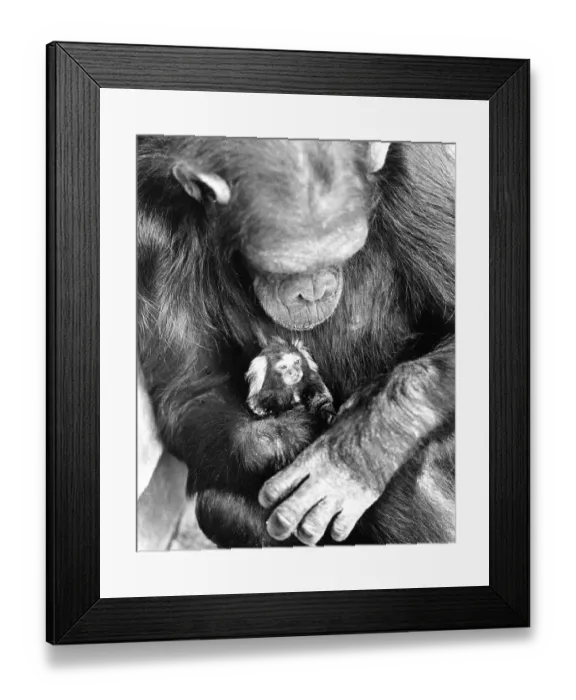 Framed Print : Chimpanzee has little monkey on his arm Framed Print : Chimpanzee has little monkey on his arm