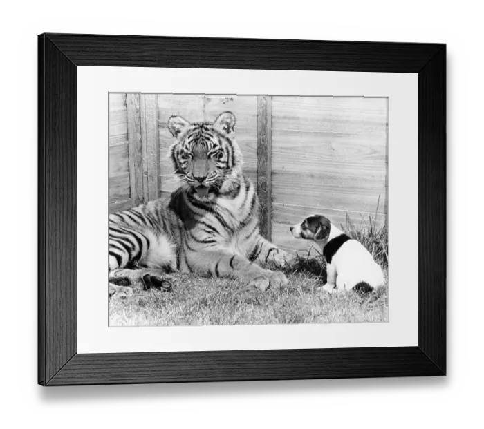 Framed Print : Tiger and small dog, England, Great Britain