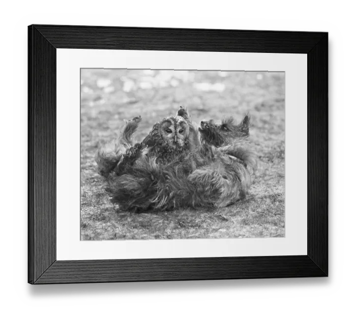 Framed Print : Dog with owl, England, Great Britain Framed Print : Dog with owl, England, Great Britain