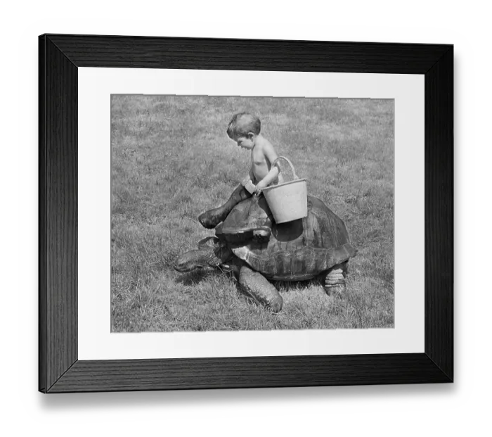 Framed Print : Boy rides on turtle, England, Great Britain Framed Print : Boy rides on turtle, England, Great Britain