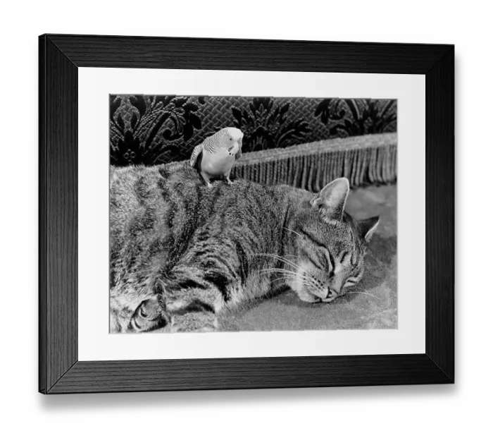 Framed Print : Budgie with cat, England, Great Britain