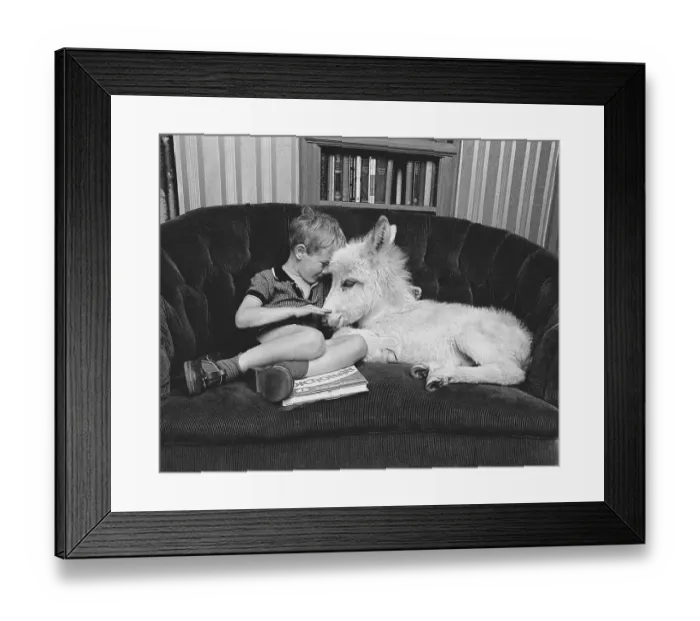 Framed Print : Boy with donkey on the sofa, England Framed Print : Boy with donkey on the sofa, England