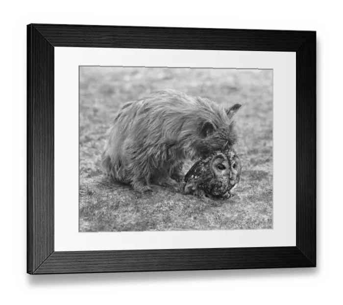 Framed Print : Dog with owl, England, Great Britain Framed Print : Dog with owl, England, Great Britain