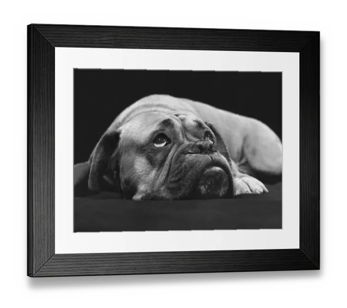 Framed Print : Boxer dreams, England, Great Britain Framed Print : Boxer dreams, England, Great Britain