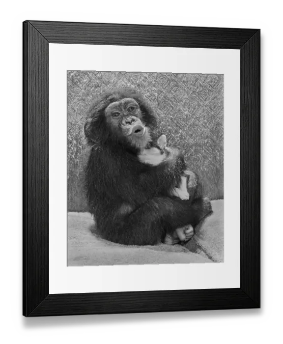 Framed Print : Chimpanzee with dog, England, Great Britain