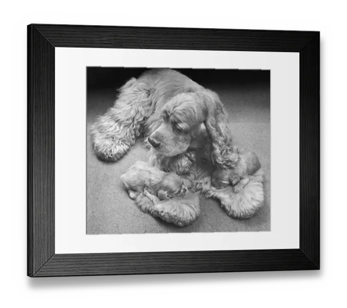 Framed Print : Cocker Spaniel with puppies, England