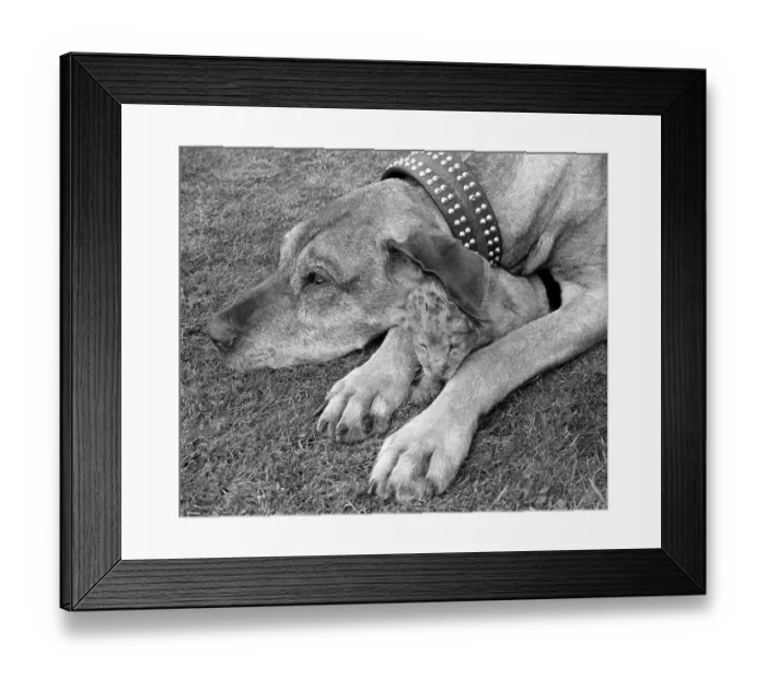 Framed Print : Dog with small lion, England, Great Britain