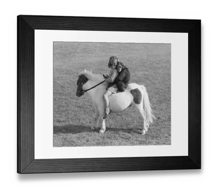 Framed Print : Girls and chimpanzees ride on a pony Framed Print : Girls and chimpanzees ride on a pony