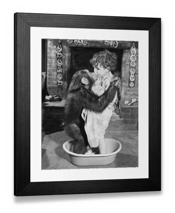 Framed Print : Chimpanzee bathes with child, England Framed Print : Chimpanzee bathes with child, England