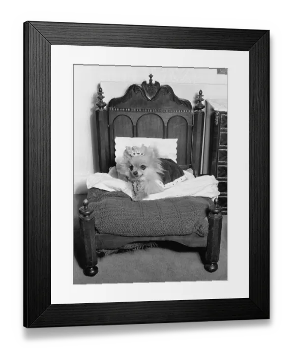 Framed Print : Little Spitz in bed, England, Great Britain