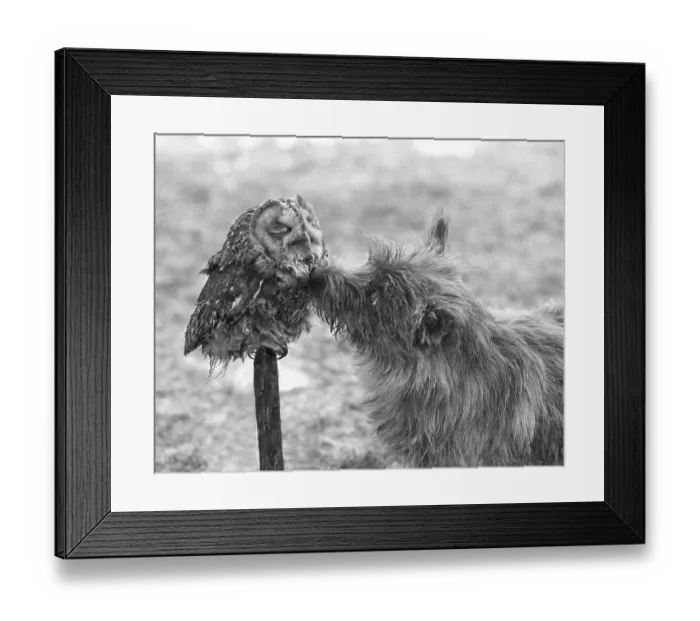 Framed Print : Dog with owl, England, Great Britain Framed Print : Dog with owl, England, Great Britain