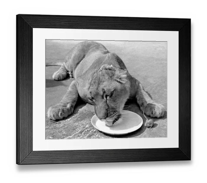 Framed Print : Lion with mouse on his head, England Framed Print : Lion with mouse on his head, England