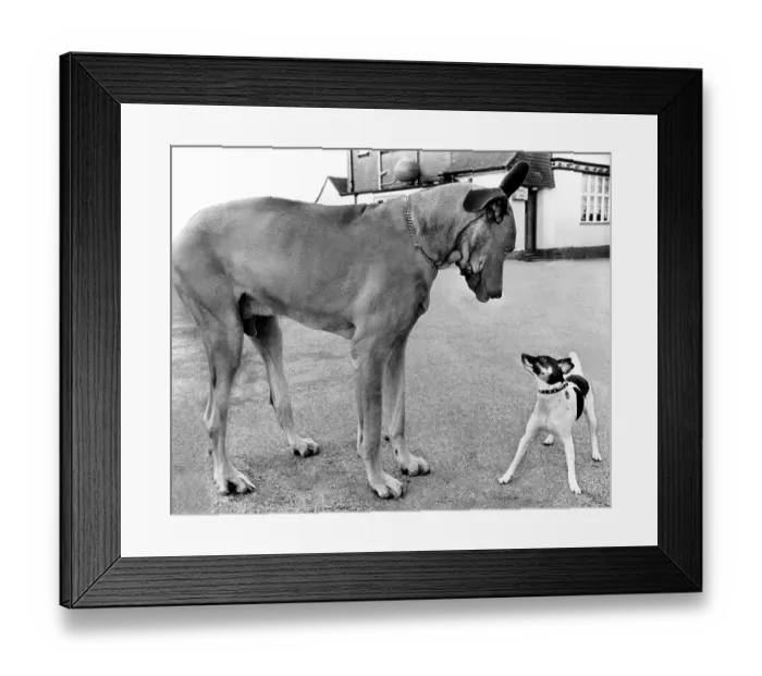 Framed Print : Great Dane and little Jack Russell Terrier looking at each other