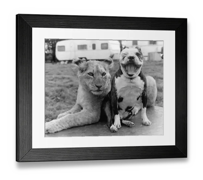 Framed Print : Pitbull with lion, England, Great Britain Framed Print : Pitbull with lion, England, Great Britain