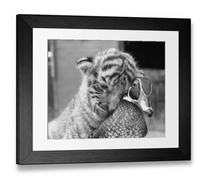 Framed Print : Tiger baby cuddles with duck, England Framed Print : Tiger baby cuddles with duck, England