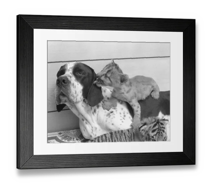 Framed Print : Little lion cuddles with dog, licks ear Framed Print : Little lion cuddles with dog, licks ear