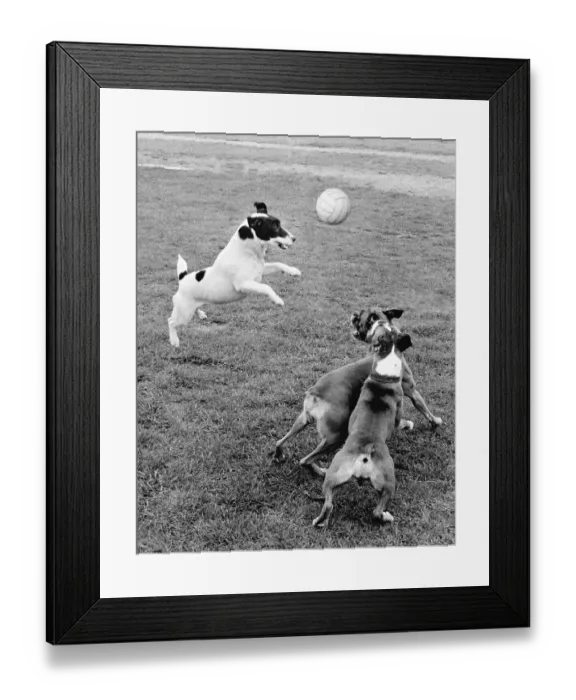 Framed Print : Jack Russell Terrier plays ball with other dogs