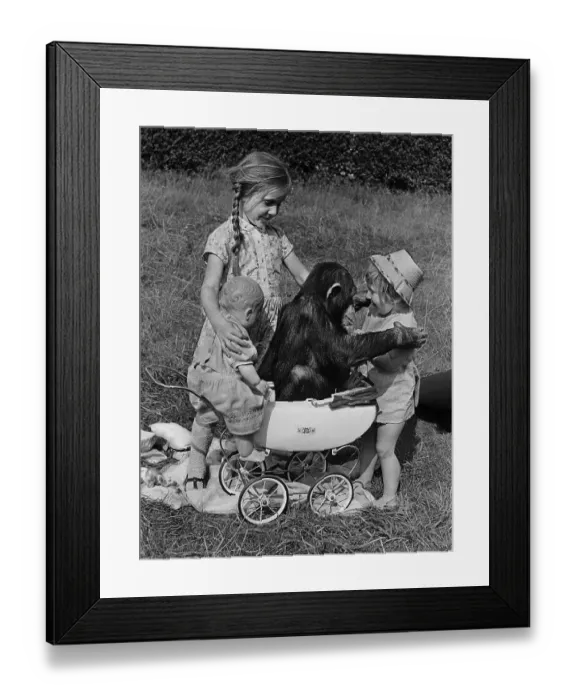 Framed Print : Girls play with chimpanzee in a stroller