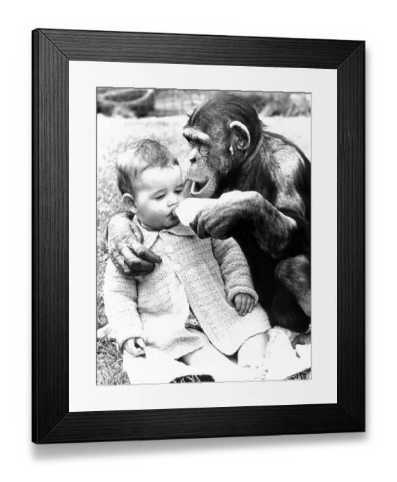 Framed Print : Chimpanzee feeds baby with milk from the bottle Framed Print : Chimpanzee feeds baby with milk from the bottle
