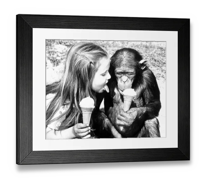 Framed Print : Chimpanzee and child eat ice cream together