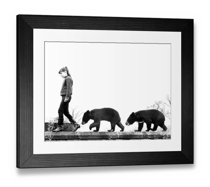 Framed Print : Girl balancing with two brown bear cubs on wall