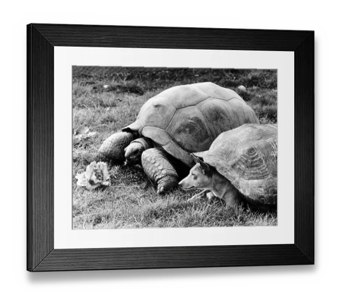 Framed Print : Dog under tortoise shell and turtle