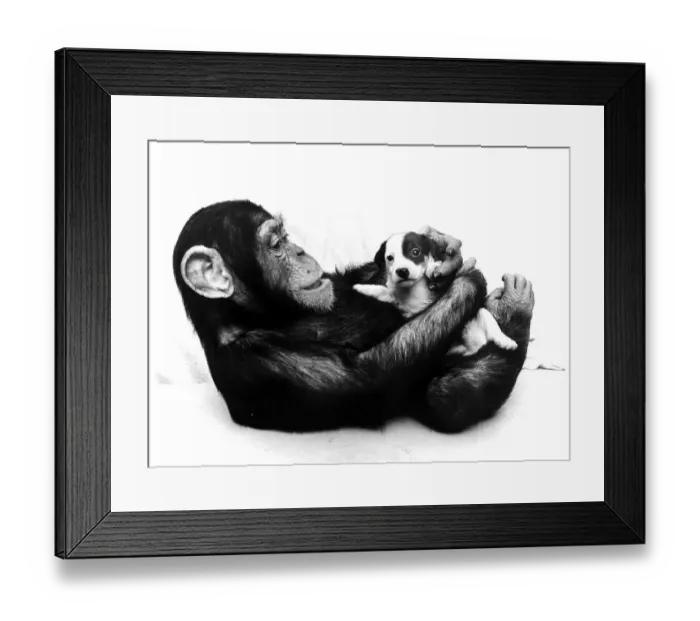 Framed Print : Chimpanzee and young Jack Russell Terrier cuddling with each other Framed Print : Chimpanzee and young Jack Russell Terrier cuddling with each other