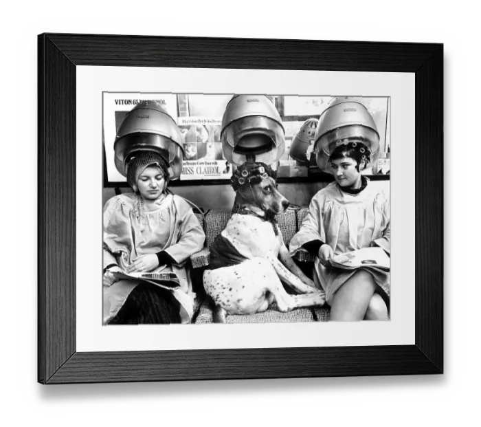 Framed Print : Dog with curlers at the hairdresser Framed Print : Dog with curlers at the hairdresser