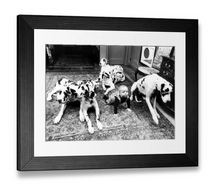 Framed Print : Baby with Dalmatians in the living room Framed Print : Baby with Dalmatians in the living room