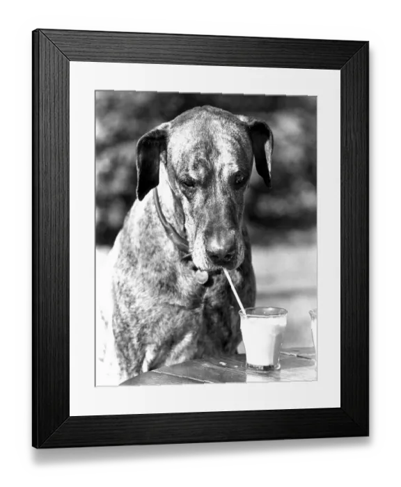 Framed Print : Dog drinks milk from glass with straw Framed Print : Dog drinks milk from glass with straw