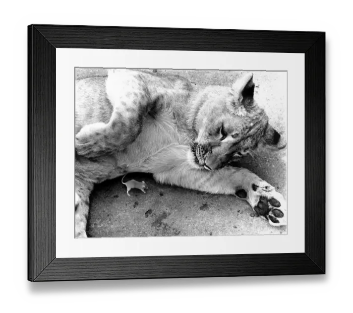 Framed Print : Lion with little mouse, England, Great Britain Framed Print : Lion with little mouse, England, Great Britain